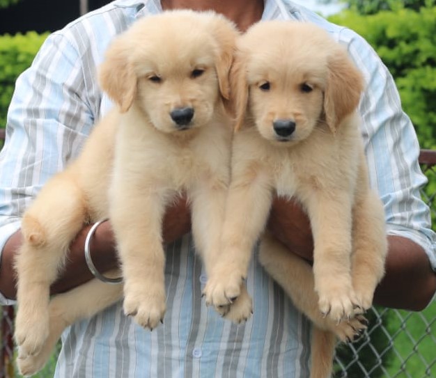 Golden Retriever Puppies Shop In Pune