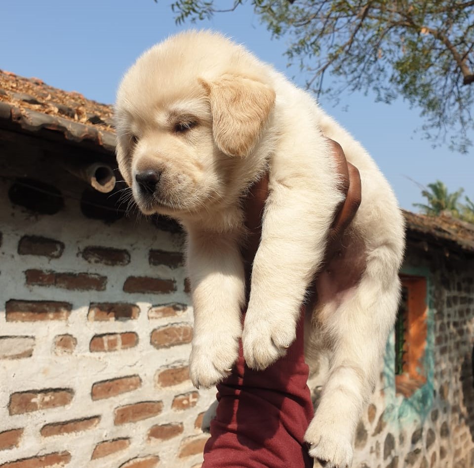  golden retriever puppies for sale at Nashik