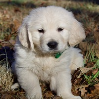  golden retriever dog breeder in Aurangabad