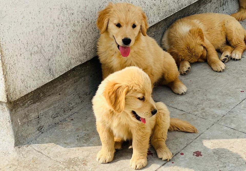  golden retriever dog price in Aurangabad