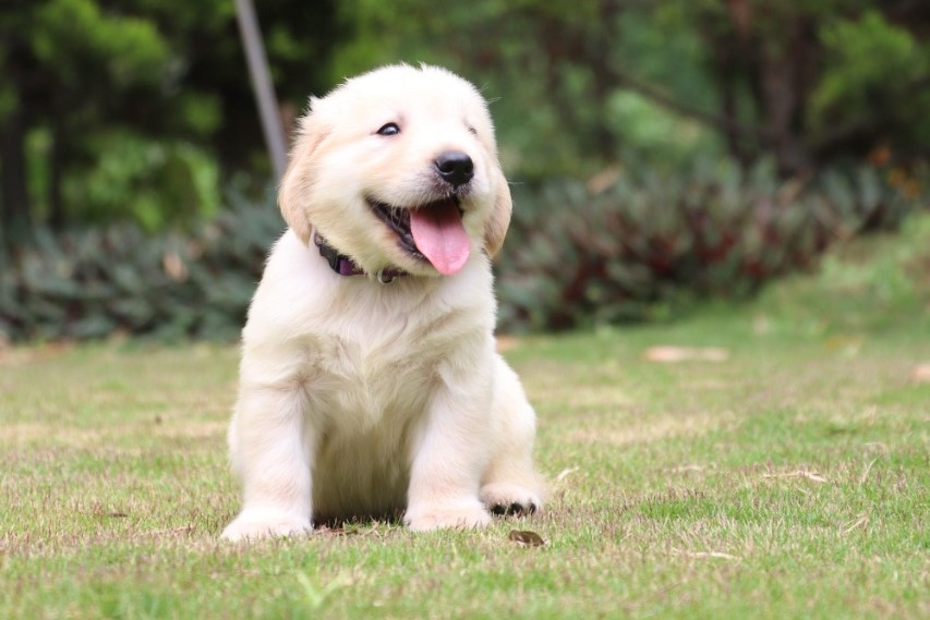  golden retriever dog breeder in pune