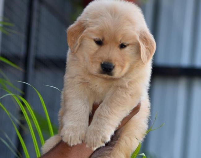  golden retriever for sale in pune