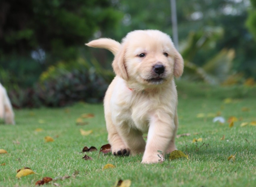  golden retriever puppies price in pune