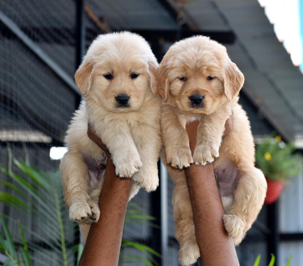  golden retriever dog price in pune