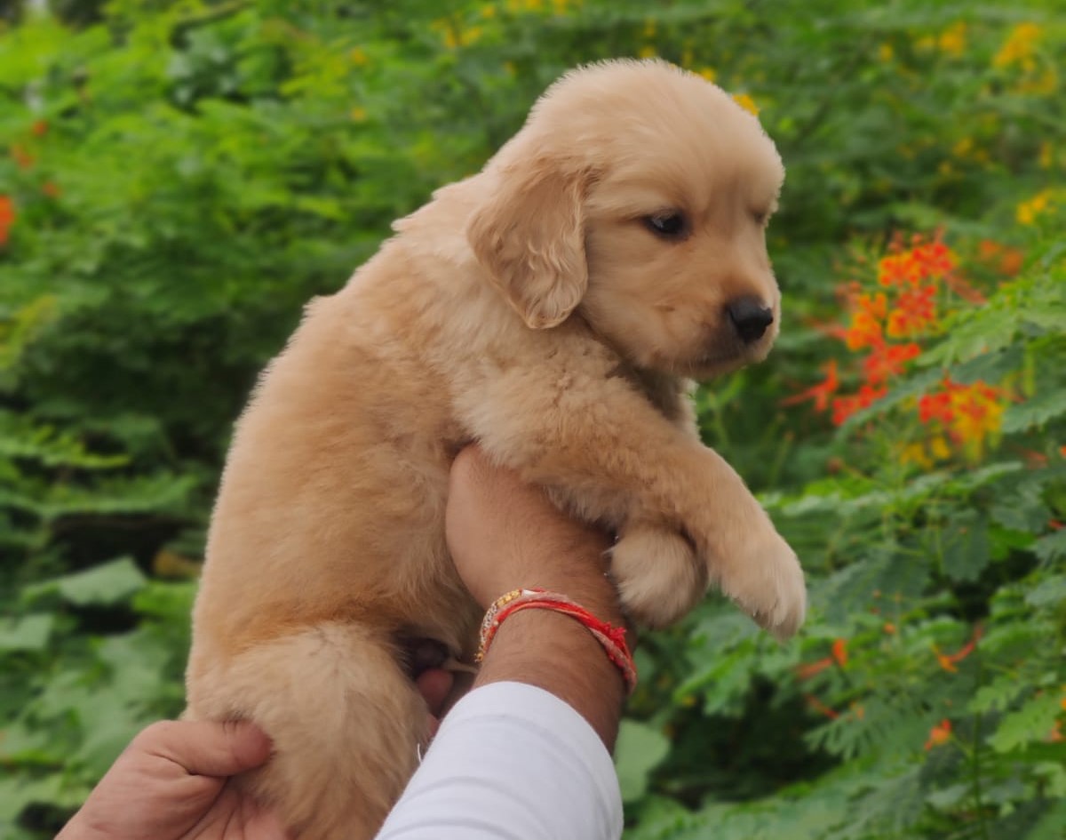  golden retriever dog price in kolhapur