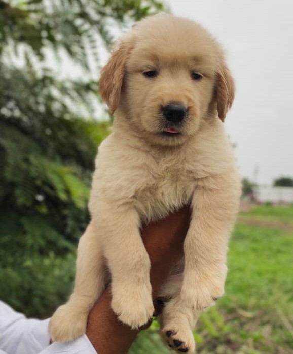  Golden Retriever dog kennel in Mumbai