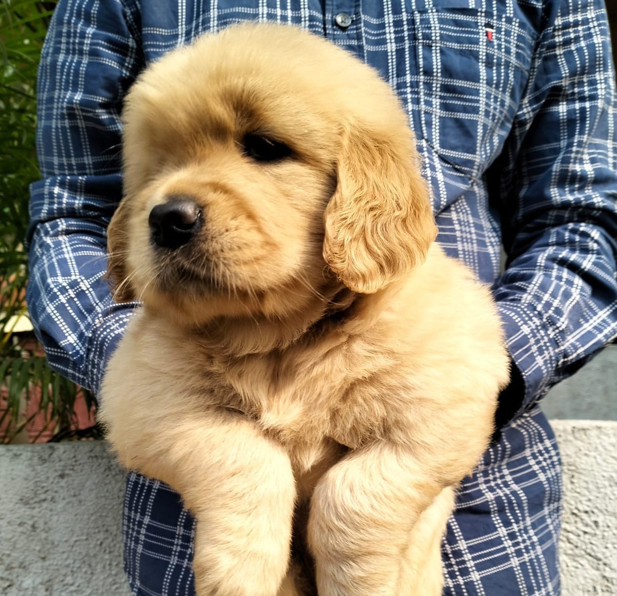  Golden Retriever price in nashik