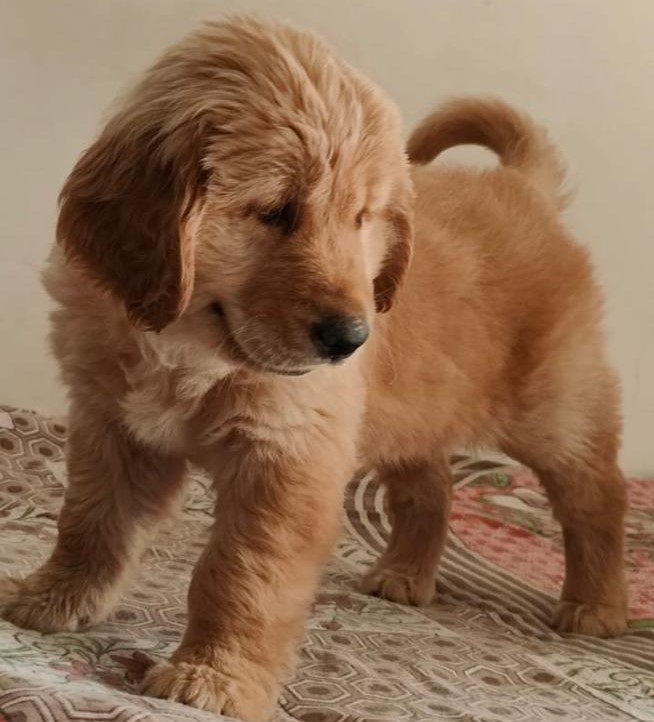  Golden retriever puppies for sale in Mumbai