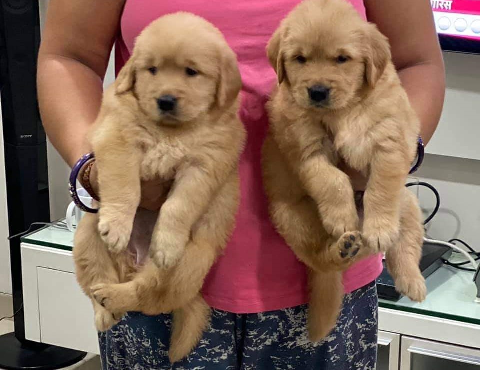  Golden Retrievers price in Ajmer