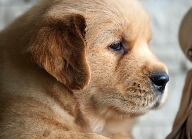  golden retriever puppy price in nagpur