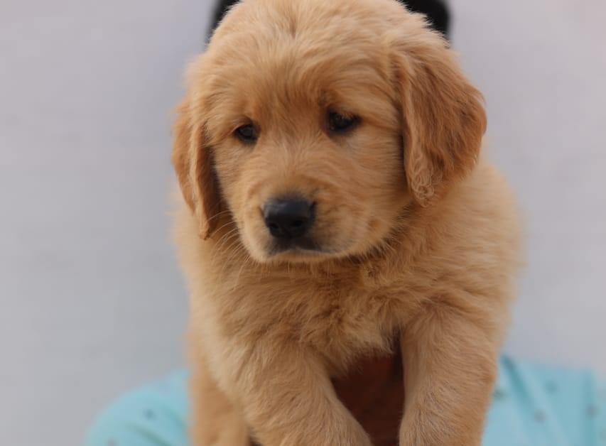  golden retriever dog breeder in thane