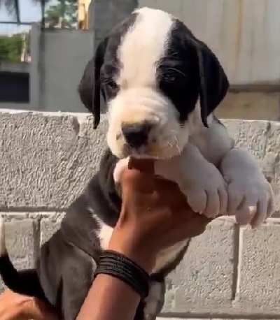 Great Dane puppy price in Ahmedabad