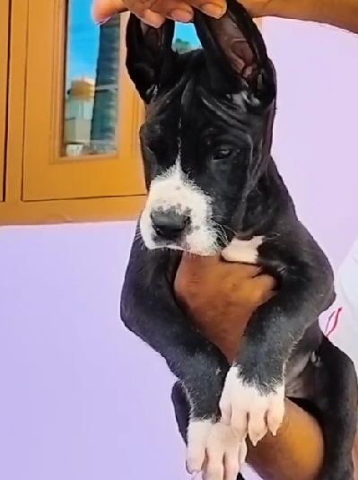 Great Dane dog breeder in Ahmedabad