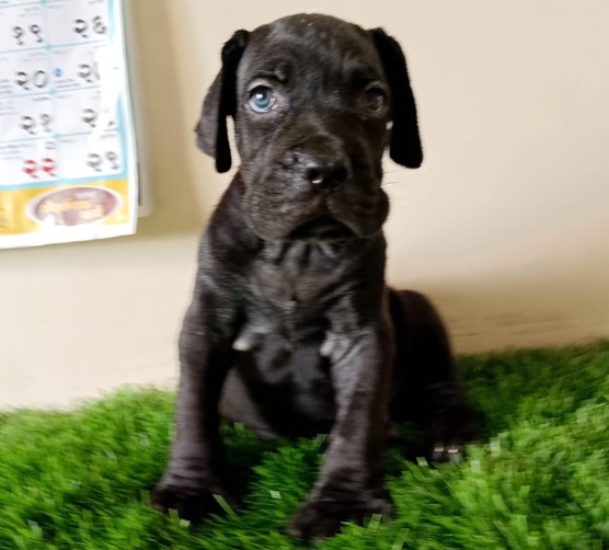 great dane male puppies for sale in goa