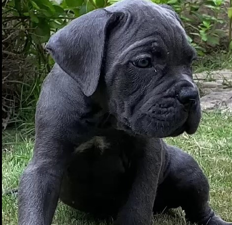 great dane puppy for sale in goa