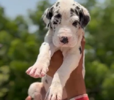 great dane dog kennel in goa