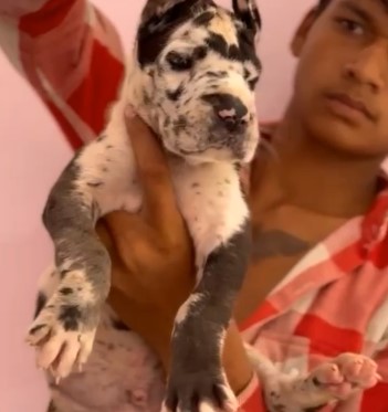 great dane dog breeder in goa