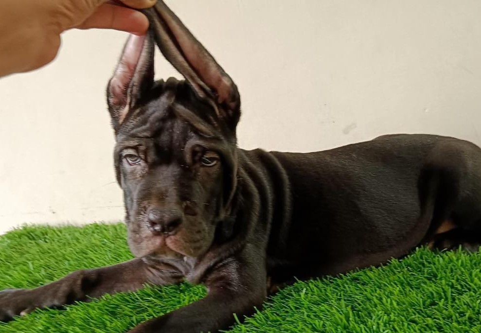 Great Dane puppy price in Kolkata