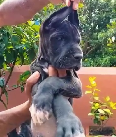 Great Dane dog for sale in Kolkata