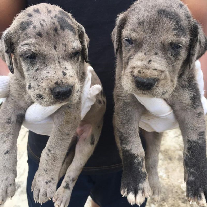 great dane male puppies for sale in pune