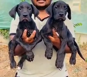 great dane female puppies price in pune