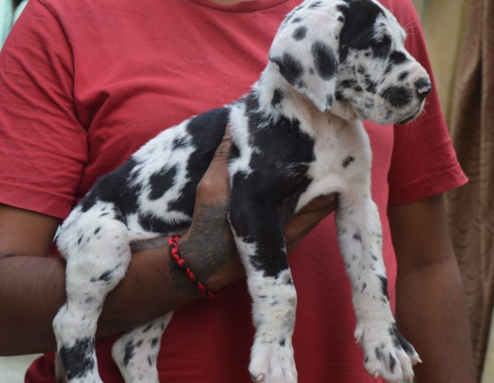 great dane puppy price in Aurangabad