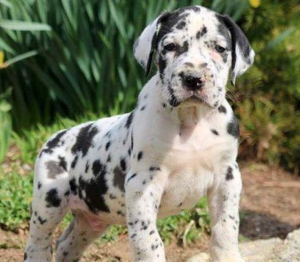 great dane dog breeder in Aurangabad