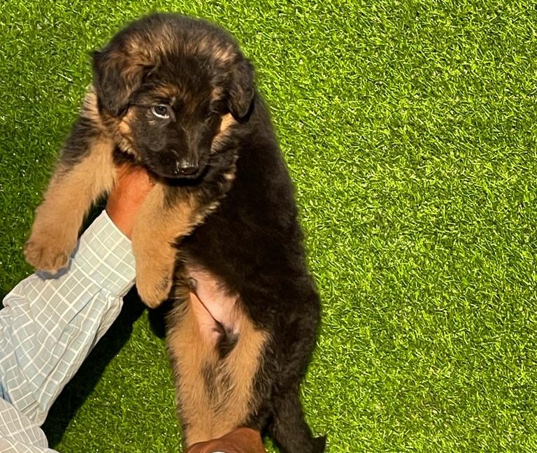  German Shepherd dog kennel in mumbai