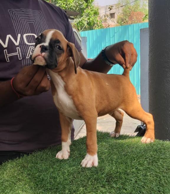  boxer for sale in nashik