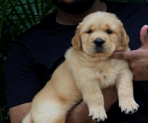  golden retriever puppy for sale in nagpur