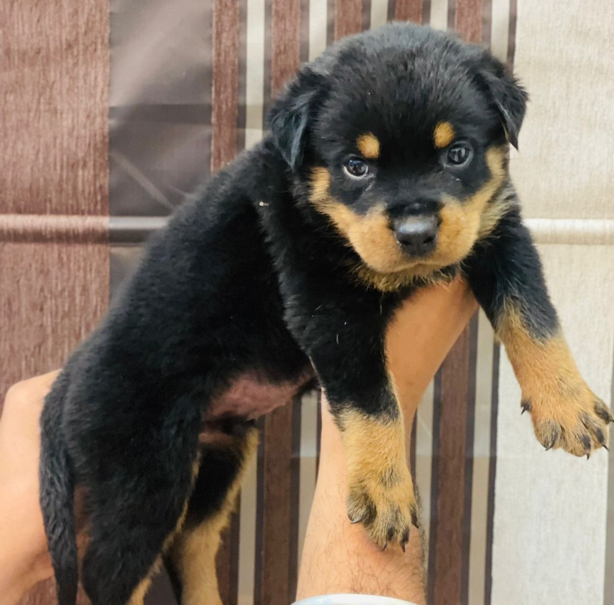  rottweiler puppy price in mumbai