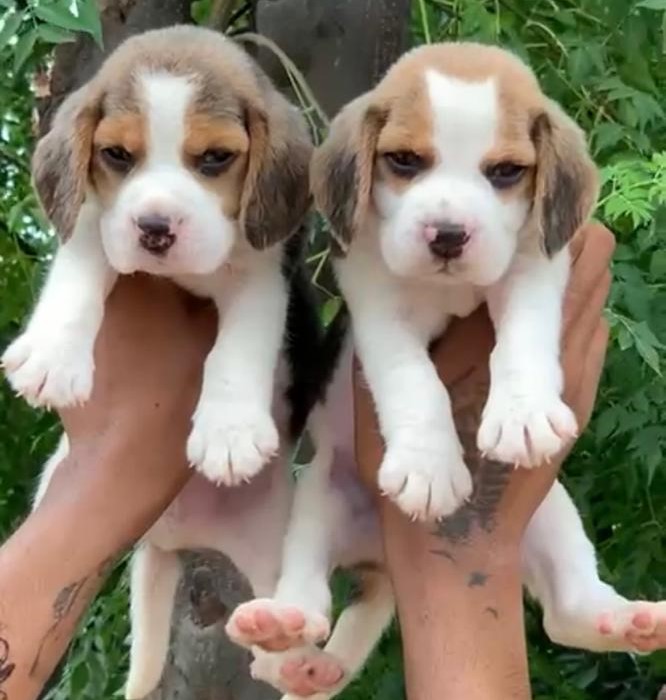  beagle puppies for sale in nagpur