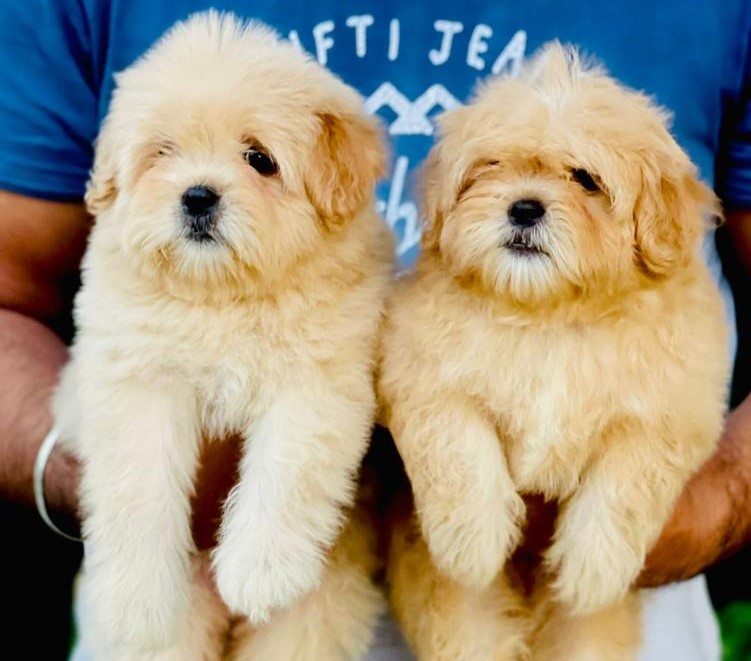  lhasa apso for sale in Nashik