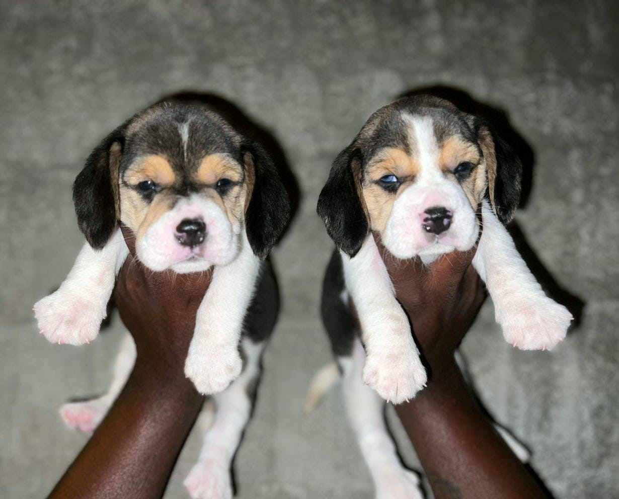  beagle dog price in thane