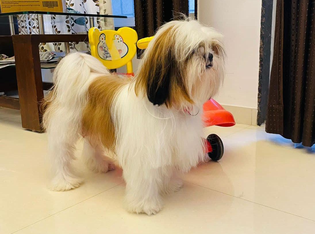  shih tzu for sale in mumbai