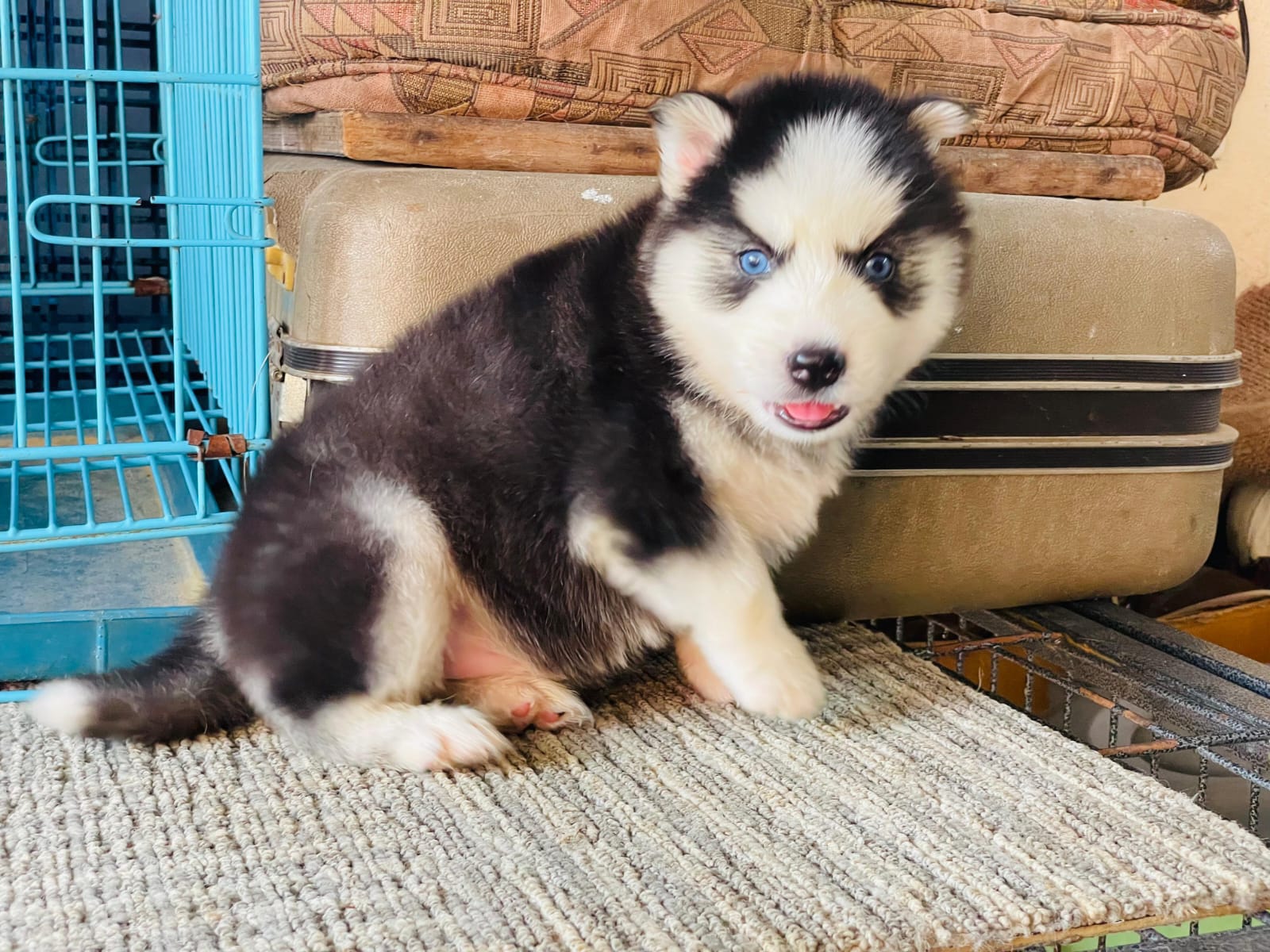 Siberian Huskies for sale in Kolkata