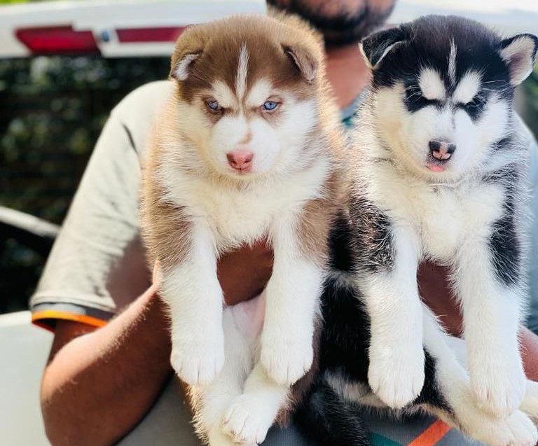 Siberian Husky dog for sale online in Kolkata