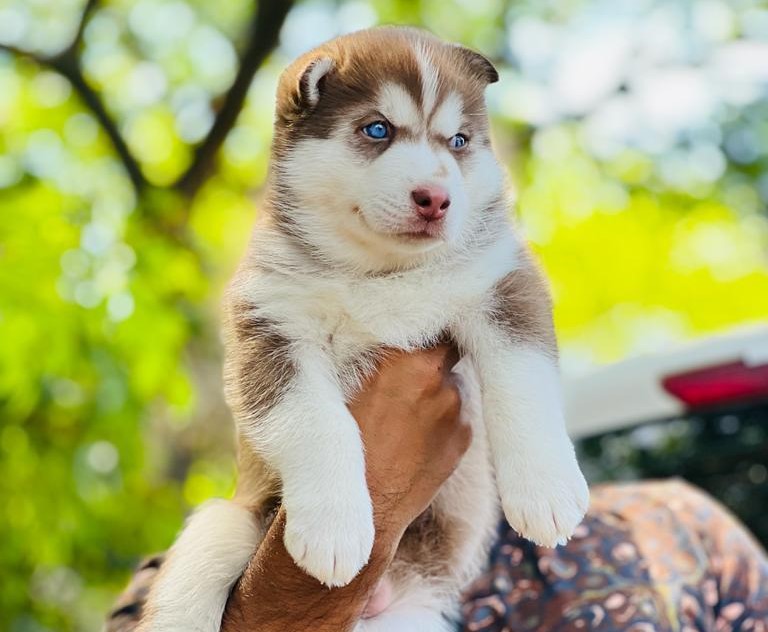 Siberian Husky dog breeder in Kolkata