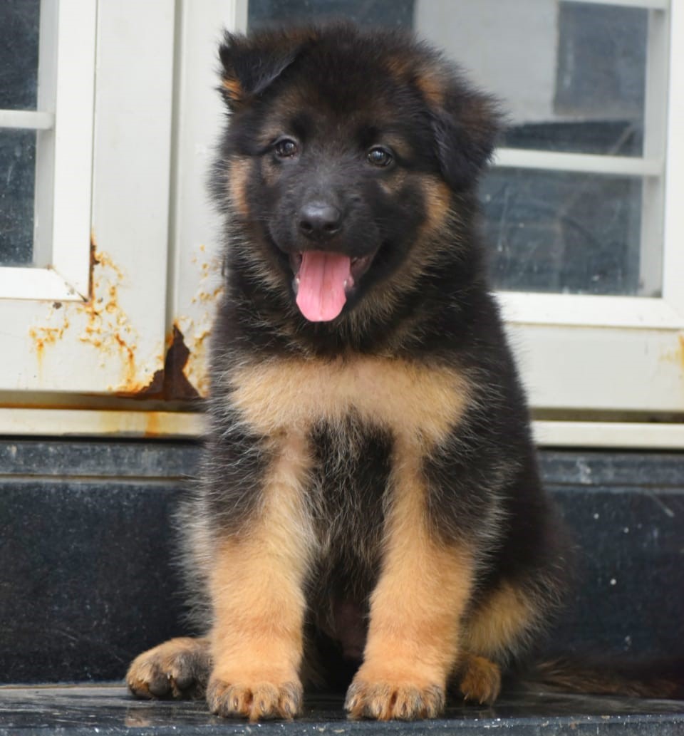  german shephard puppies for sale in nashik