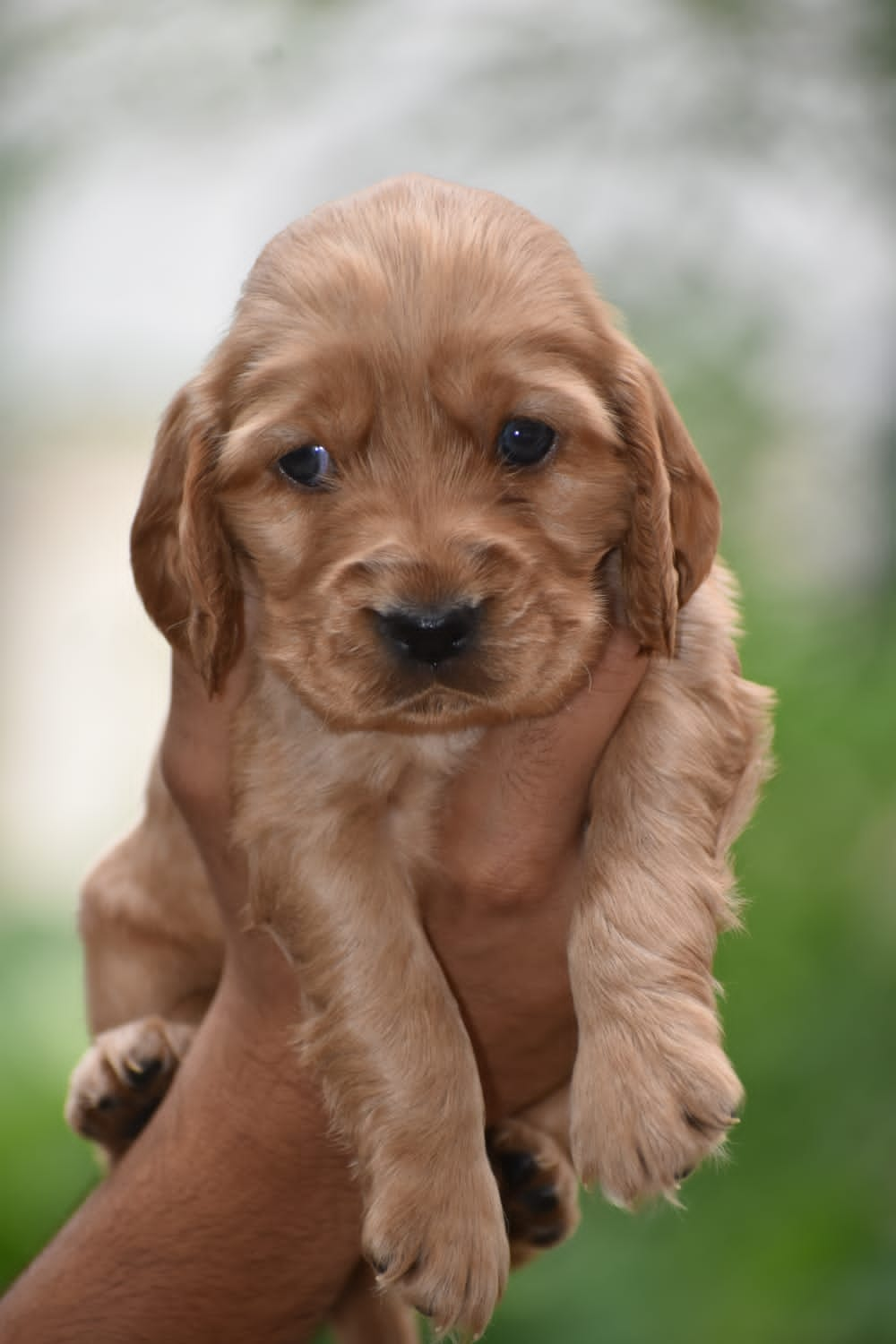  cocker spaniel dog price in mumbai