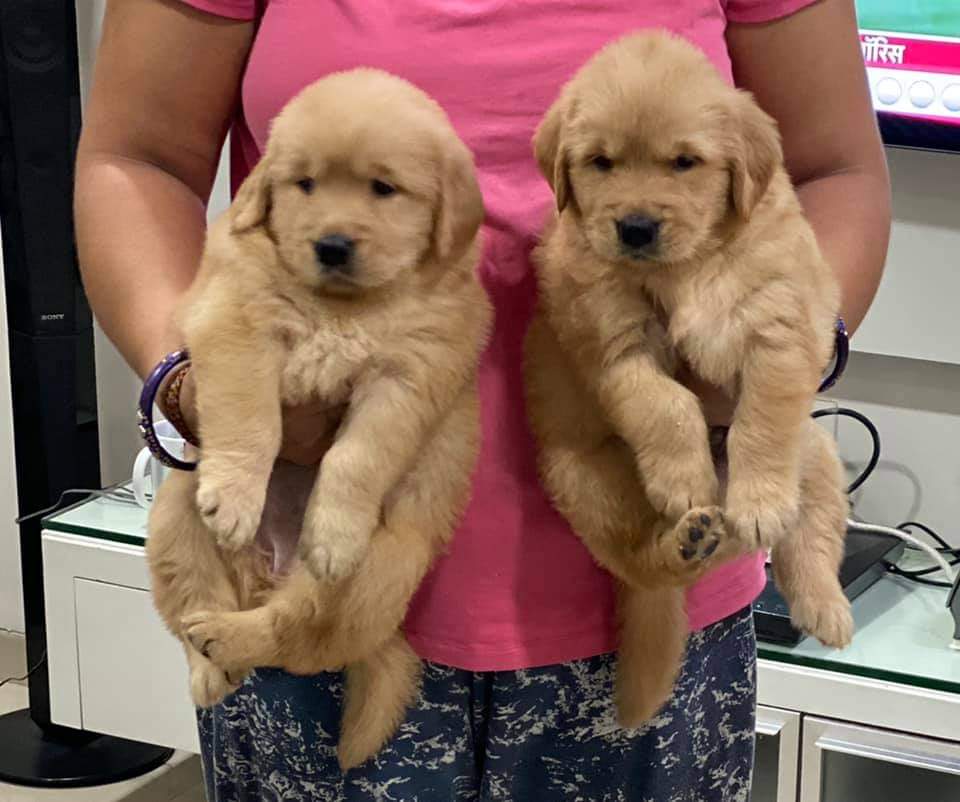  golden retriever dog price in nashik