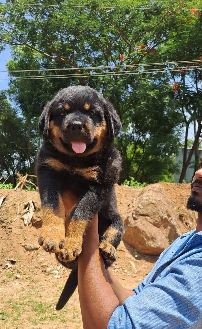  rottwiler puppies for sale in nashik