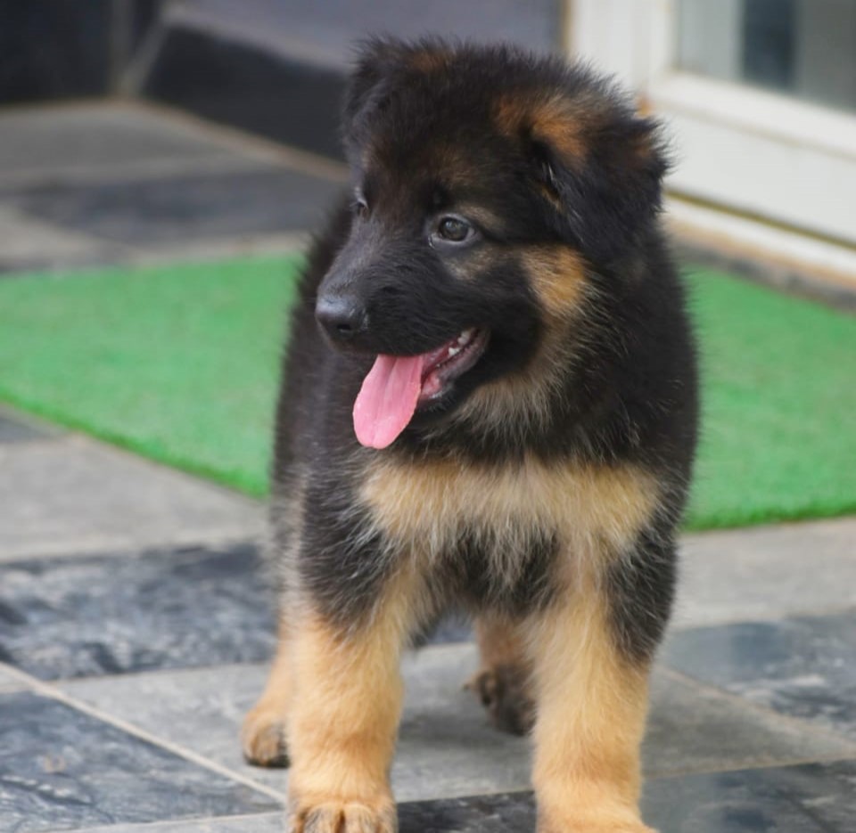  german shephard dog price in nashik