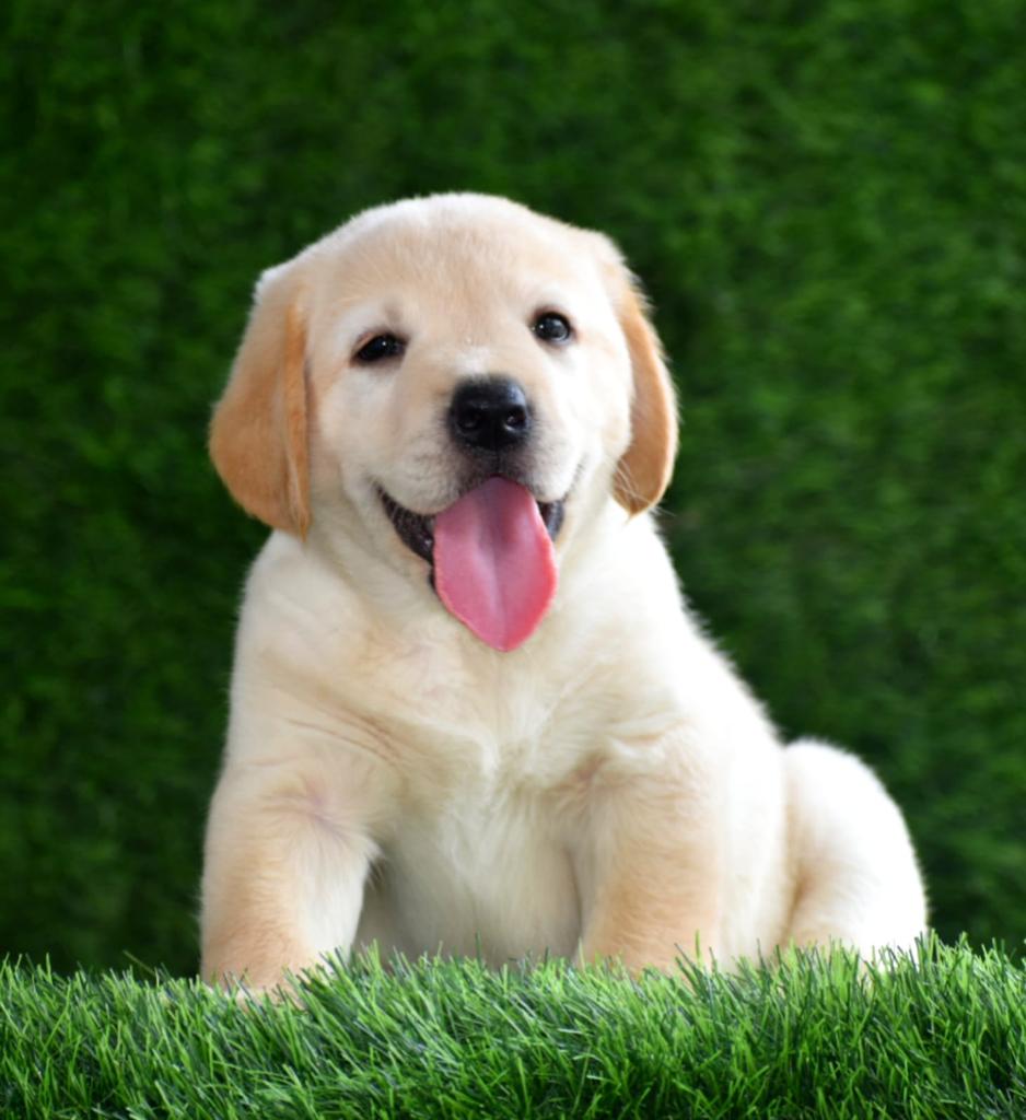  lab puppy price in nagpur