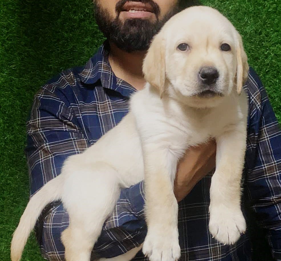  cute lab puppies for sale in Nagpur