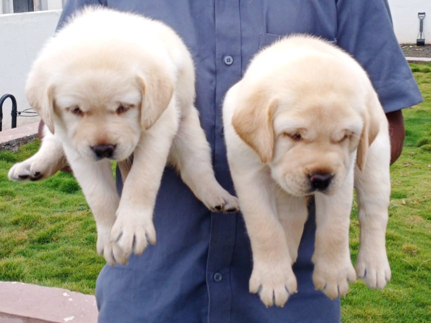  lab puppies for sale in nashik