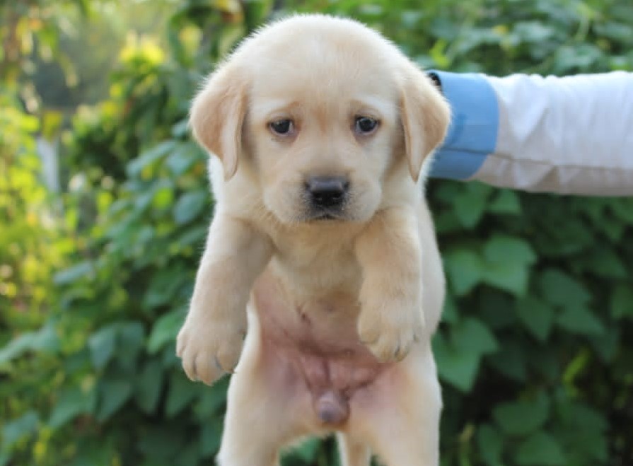  Labrador female puppy price in pune