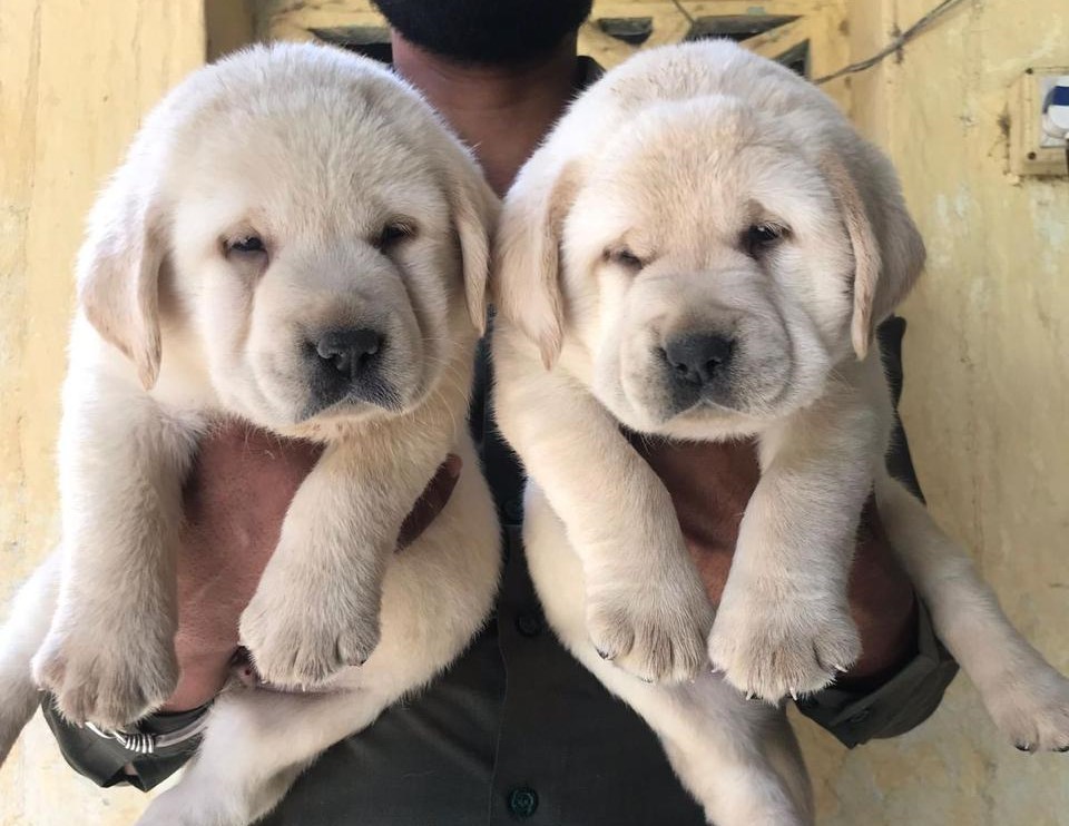 Labrador dog price in Ahmedabad