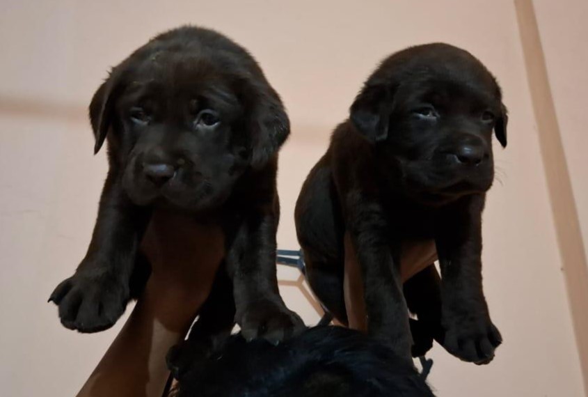 Labrador dog breeder in Ahmedabad