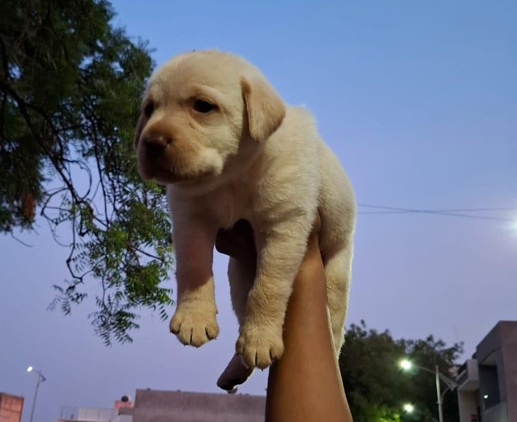 Labrador dog for sale online in Ahmedabad